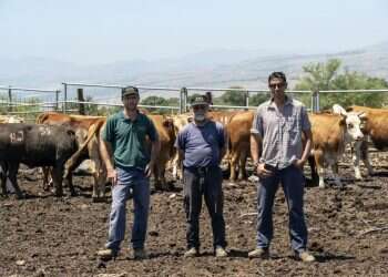 צילום: גיל אליהו, גיני