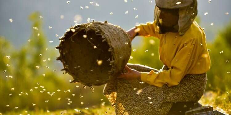 ארץ הדבש. צילום: Ljubomir Stefanov צילום: Ljubomir Stefanov