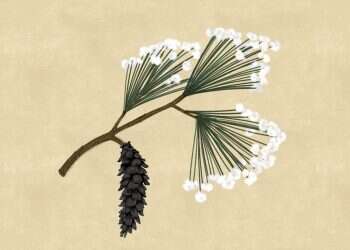 איור: שרון ארדיטי