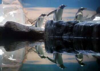 צילום: שאטרסטוק