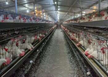 צילום: אייל מרגולין, ג'יני