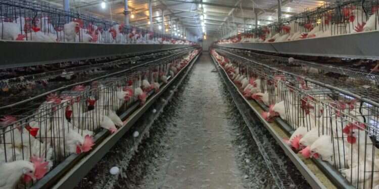 צילום: אייל מרגולין, ג'יני