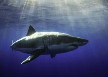 מתוך הסרט "Game Over Fishing". צילום: רועי קמחי