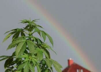 ד”ר אלעד לאור: “הקנאביס הוא צמח דו פרצופי”