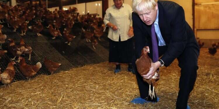 בוריס ג'ונסון בחוות ביצי חופש בניופורט, שלשום. צילום: גטי אימג'ס צילום: גטי אימג'ס