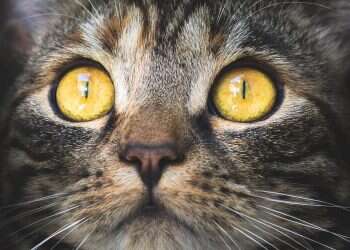 להפוך את חווית הצפייה בבית לחווייה קולנועית