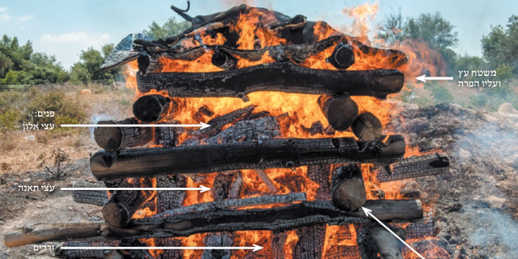 אפר לדורות: לכמה טמאים תספיק פרה אדומה אחת?