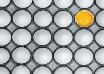 צילום: אופיר דוד