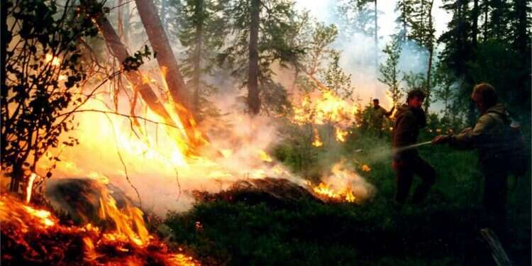 שריפה ביערות קרסנויארסק. צילום: EPA צילום: EPA