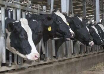 צילום: יוסי אלוני