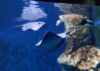 צילום: שי בן עמי