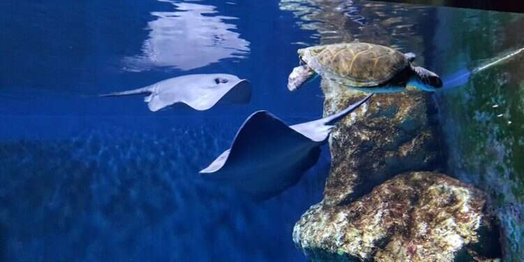 אקווריום ישראל. צילום: שי בן עמי צילום: שי בן עמי