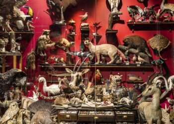 צילום: איתי בנית