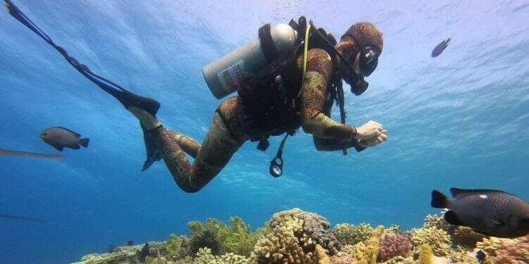 צוללן במשתלת האלמוגים התת־ימית. צילום: AFP צילום: AFP