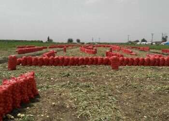 בוריס וולפמן וחברתו ממשיכים להתרחב אל מעבר לאופק