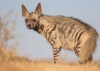 צילום: עוזי דגני