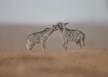 צילום: עוזי דגני