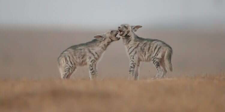 צבועים מפוספסים בישראל. צילום: עוזי דגני צילום: עוזי דגני