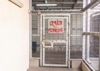 צילום: אבישג שאר-ישוב