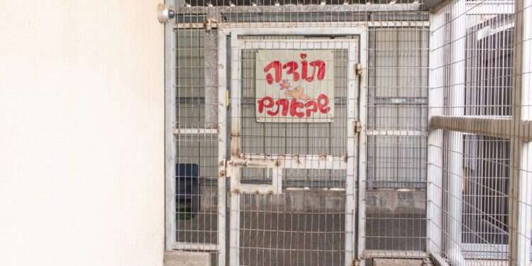 צילום: אבישג שאר-ישוב צילום: אבישג שאר-ישוב