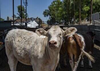 צילום: גיל אליהו, ג'יני