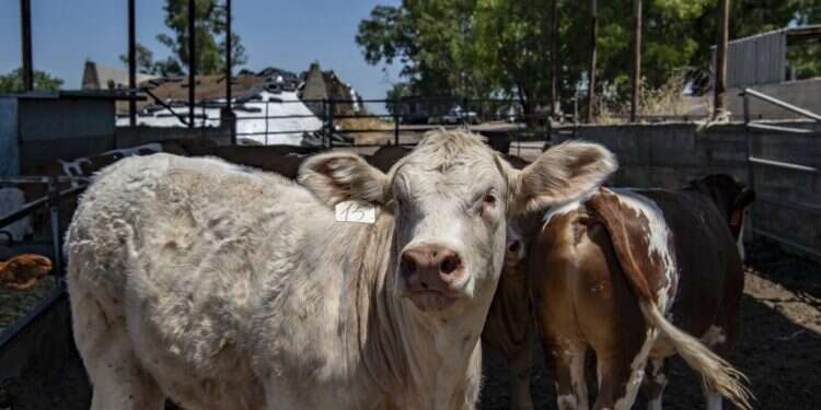חרם לאומני כלכלי. רפת בחוות יהודיה. צילום: גיל אליהו, ג'יני צילום: גיל אליהו, ג'יני