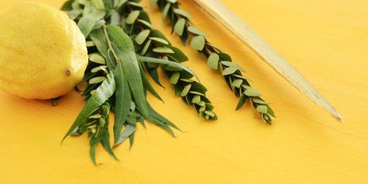 צילום: שאטרסטוק