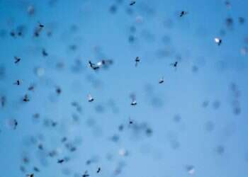 תופעת טבע: מה גורם לנמלים מעופפות להציף את ישראל?