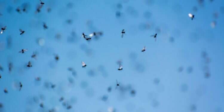 נמלים מעופפות, אילוסטרציה. צילום: שאטרסטוק תופעת טבע: מה גורם לנמלים מעופפות להציף את ישראל?