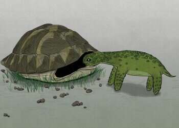 איור: שרון ארדיטי