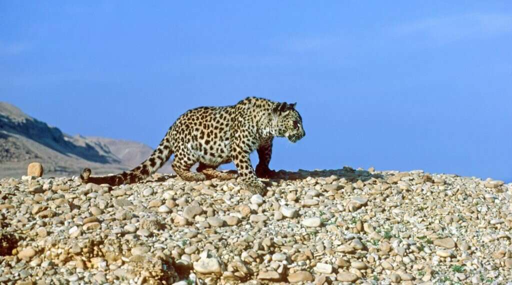 טוב יותר מבעלי חיים: המאפיין הייחודי שעוזר לבני אדם לרוץ למרחקים ארוכים