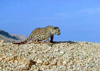 טוב יותר מבעלי חיים: המאפיין הייחודי שעוזר לבני אדם לרוץ למרחקים ארוכים