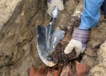 שורשי עצים חדרו אל הביוב? כך תפתרו את הבעיה