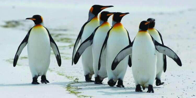 לגעת בפינגווין, לחפש לווייתן: הטבע בפוקלנד מגויס למען התיירות