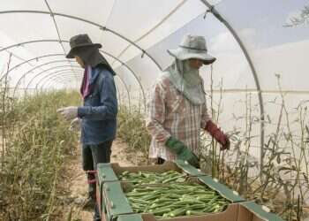 מיליון דונם בייבי