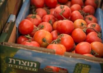 עגבניות מארדואן: צה"ל צריך לדאוג לאינטרס הכלכלי שלו