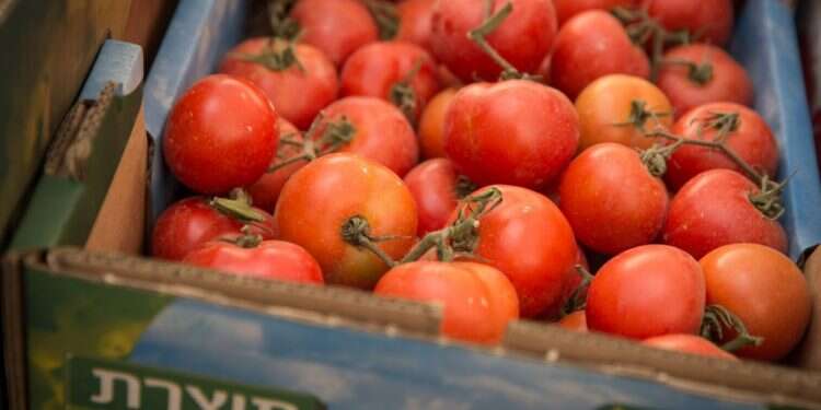 צילום: הדס פרוש, פלאש 90 עגבניות מארדואן: צה"ל צריך לדאוג לאינטרס הכלכלי שלו