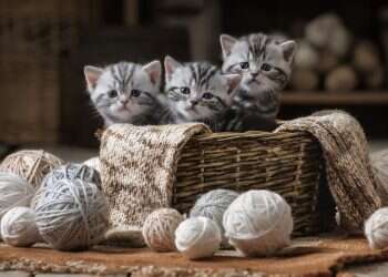 בעלי חיים – רכוש או ישות משפטית?