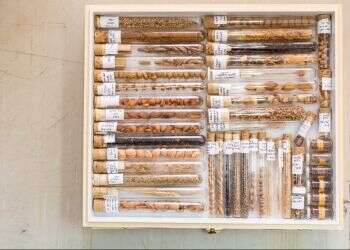 תגליות מפתיעות מתוך המקרר של האדם הקדמון