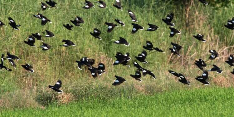 אנגרי בירדס: הציפורים העוינות שמשתלטות על ישראל
