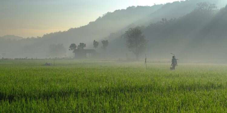 שדה תירס. צילום: שאטרסטוק