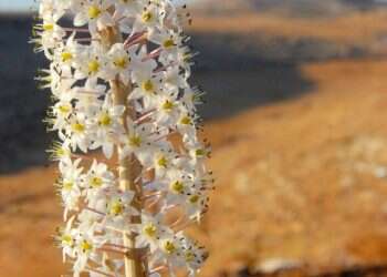 מרהיב ביופיו: הצביעו לתחרות הצילום 'טבע עציוני'