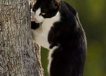 צפרי ישראל נגד החתולים: פוגעים בבעלי הכנף