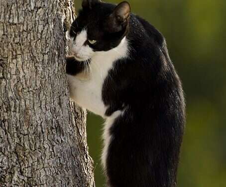 צפרי ישראל נגד החתולים: פוגעים בבעלי הכנף