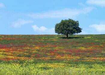נוף הולך נעלם: כך מאבדת ישראל שטחי טבע