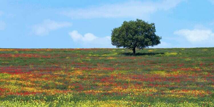 רמת מנשה. צילום:  ד נוף הולך נעלם: כך מאבדת ישראל שטחי טבע