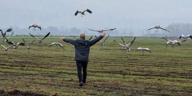 חקלאי הגליל נגד העגורים: "להפסיק את החגיגה"