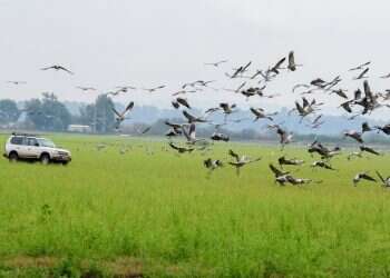 חקלאי הגליל נגד העגורים: "להפסיק את החגיגה"