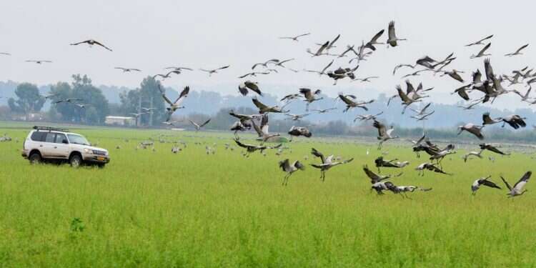 העגורים בהחולה. צילום: אייל מרגולין חקלאי הגליל נגד העגורים: "להפסיק את החגיגה"
