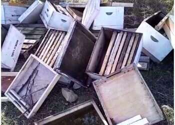 "הרס לשם העברת מסר": הטרור נגד החקלאים מתרחב